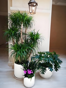 宁波海曙绿化养护哪家好><div class=